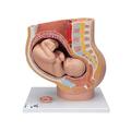 3B Scientific Pregnancy Pelvis, 3 part - w/ 3B Smart Anatomy 1000333